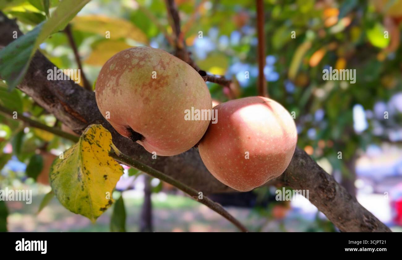 Nahaufnahme von reifem Apfel auf Zweig in leuchtend grünem Laub Stockfoto