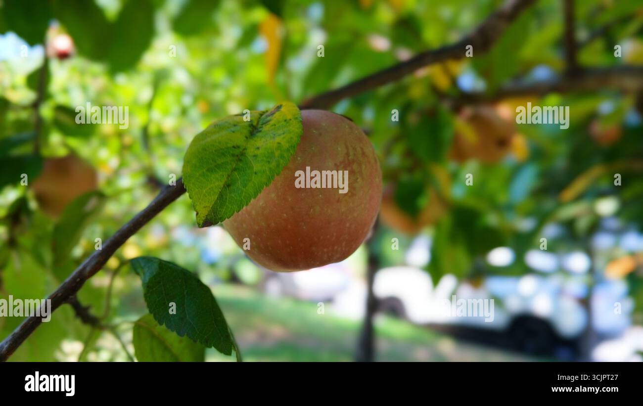 Nahaufnahme von reifem Apfel auf Zweig in leuchtend grünem Laub Stockfoto
