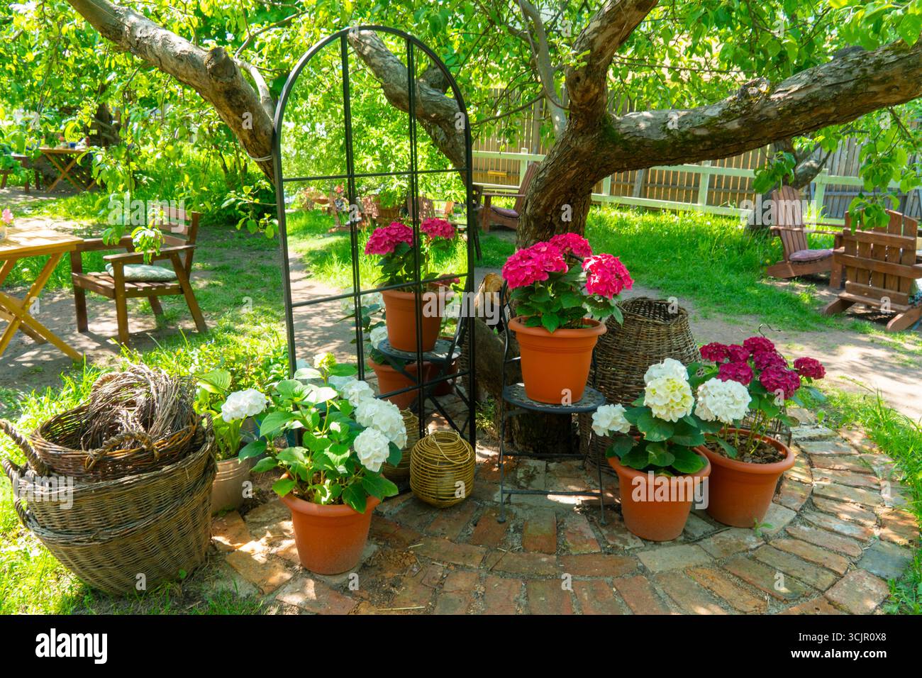 Eine einladende Gartenszene mit leuchtenden rosa und weißen Topfhortensie, die um einen Metallbogen im Schatten eines großen Baumes angeordnet sind Stockfoto