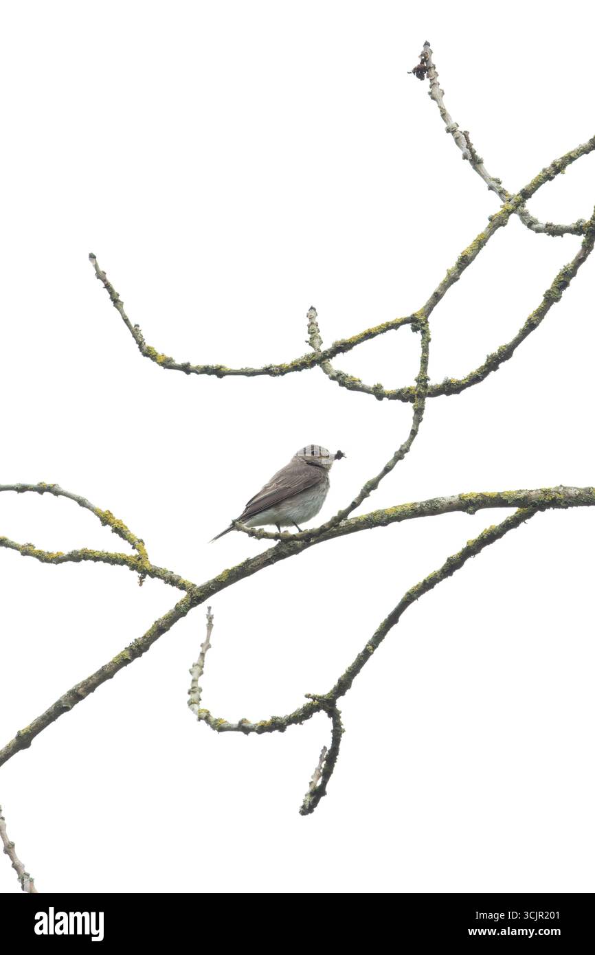 Flycatcher (Muscicapa striatas) sammelt Futter für junge Fliegen in Bill France August 2025 Stockfoto