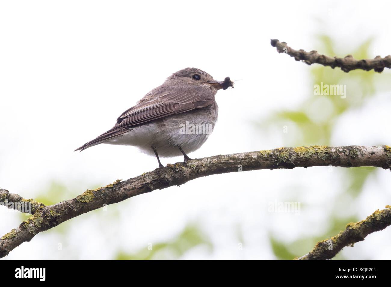 Flycatcher (Muscicapa striatas) sammelt Futter für junge Fliegen in Bill France August 2025 Stockfoto