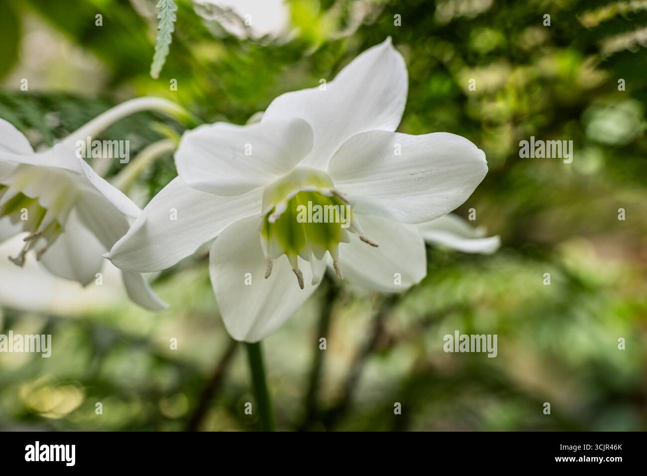 Urceolina X grandiflora (vormals Eucharis X grandiflora) weiße Blüte, natürliche Hybridpflanze in der Familie Amaryllidaceae, die im Westen Kolumbiens beheimatet ist Stockfoto