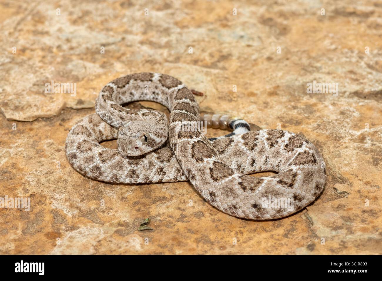 Eine wunderschöne junge Westernklapperschlange (Crotalus atrox), auch bekannt als Texas-Klapperschlange mit Diamantrückseite, adobe-Schlange und Buzz-Schwanz Stockfoto