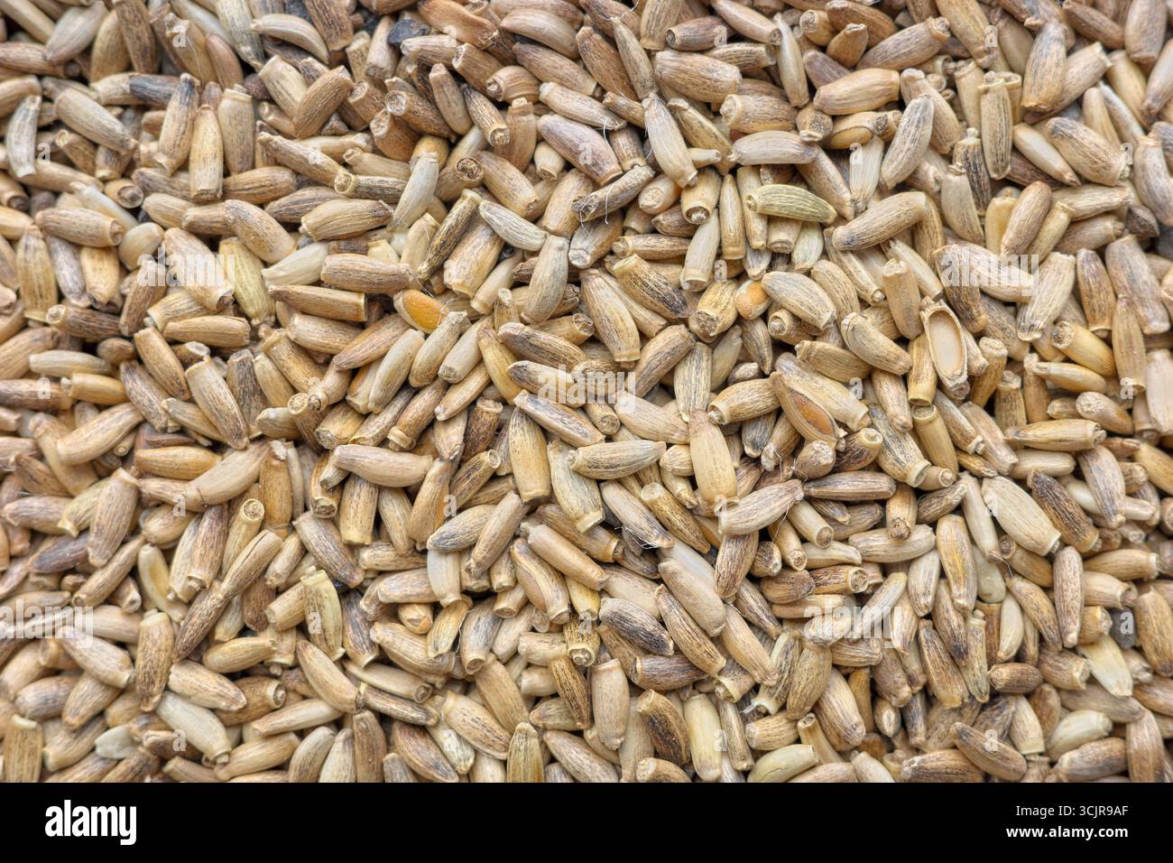 Nahaufnahme von Vollmilchdistelsamen, selektiver Fokus. Stockfoto