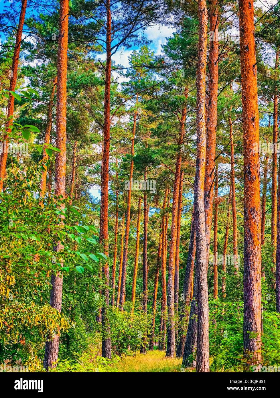 Majestätische Pine Forest Landscape - ruhige Waldlandschaft mit hoch aufragenden Bäumen, ideal für Naturhintergründe und kreative Marketinginhalte Stockfoto