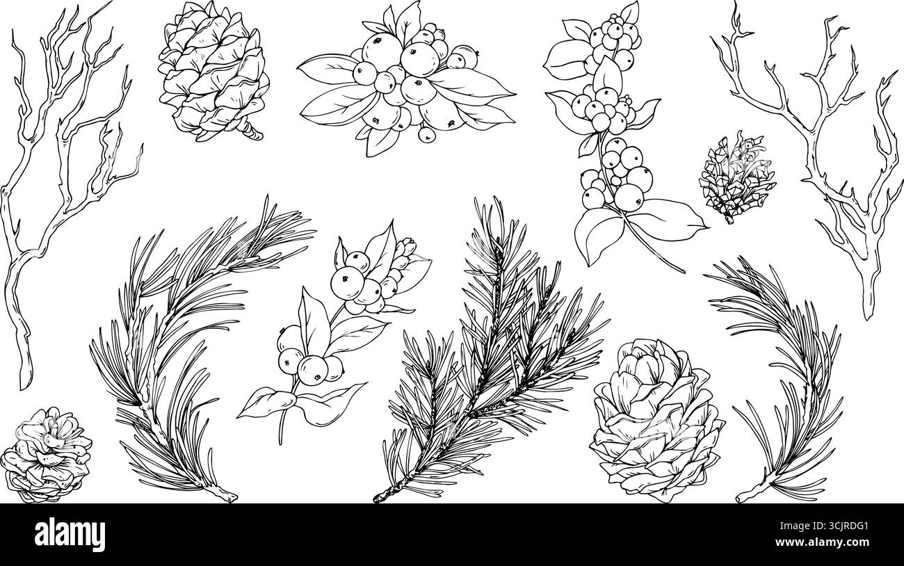 Handgezeichnete lineare grafische Illustration von Fichte, Zedernzweige und Kegel, Schneebeere in Schwarz-weiß-Stil, elegante monochrome Weihnachten Stock Vektor