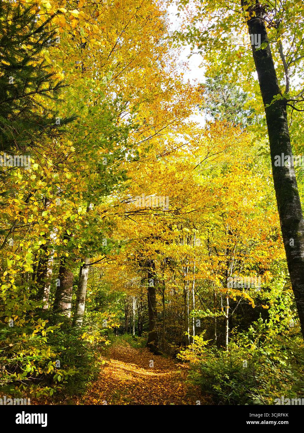 Malerische Herbstwaldlandschaft mit vielen Bäumen voller hellgelber Blätter und einem Waldweg, der mit gefallenem Laub bedeckt ist Stockfoto