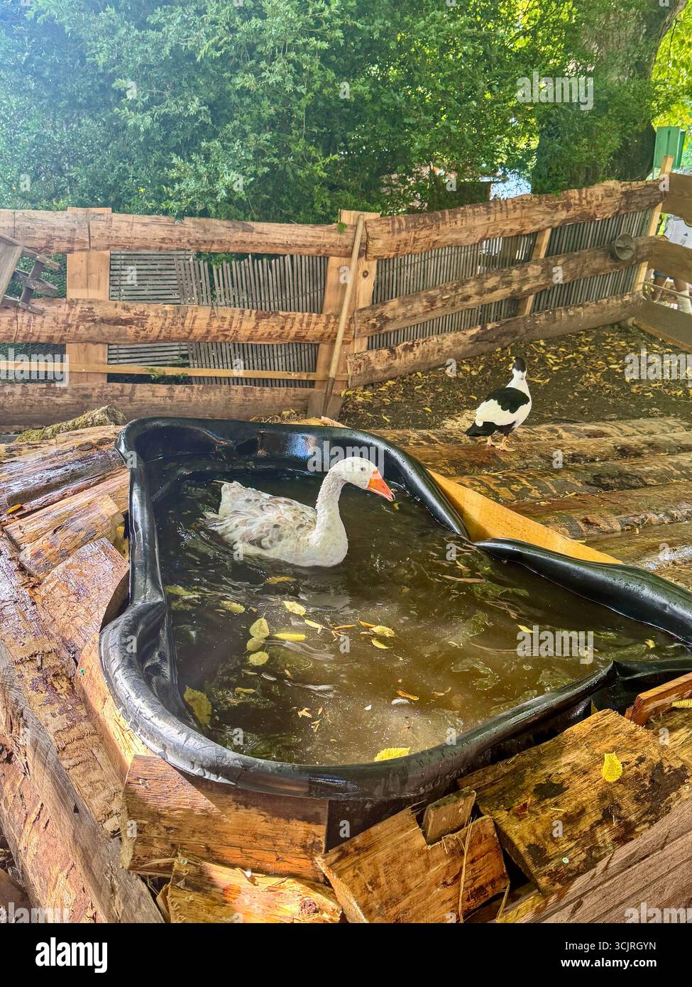 Weiße Gans in einem kleinen Teich und schwarz-weiße Ente in der Nähe, rustikales Holzgehege während der Veranstaltung „La Campagne a la ville“ in Audincourt, Frankreich - Smartphone-aufgenommenes Stockfoto