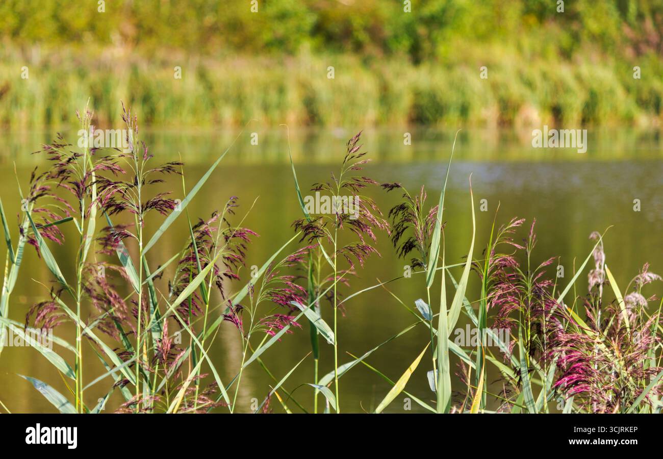 Das Schilf ist häufig. Ein gewöhnliches Schilf auf dem Hintergrund eines Flusses Stockfoto