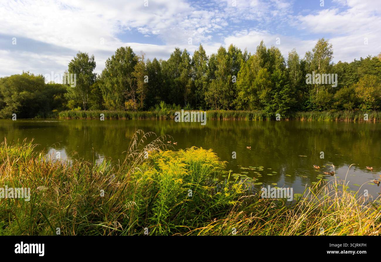 Zauberhafte Sommerlandschaft eines Flusses, umgeben von Wald, bei sonnigem Wetter. Entdecken Sie die Schönheit der Erde. Stockfoto