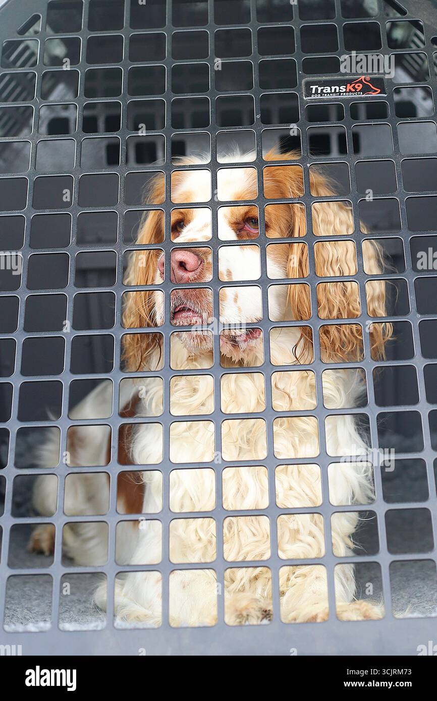 Working Clumber Spaniel bei der 244. Wolsingham Show 2025 Stockfoto