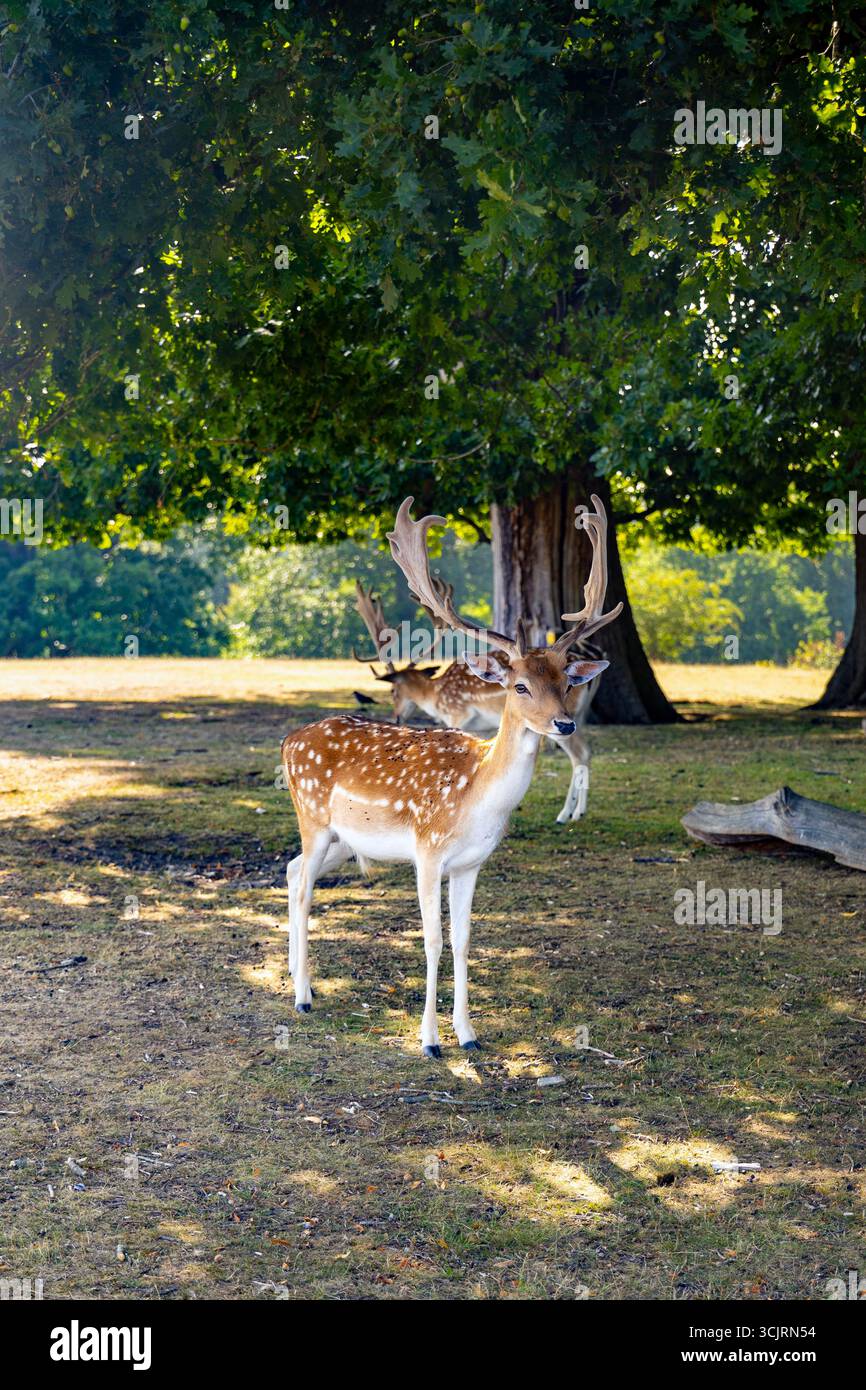 Wildhirsche im Knole Park, Sevenoaks, Kent, England Stockfoto