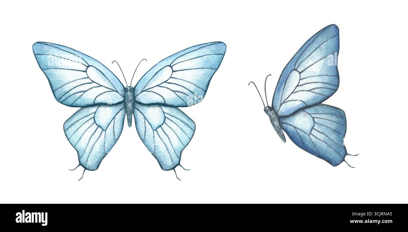 Zwei blaue Schmetterlinge mit großen, zarten Flügeln und gefalteten Aquarellillustrationen auf isoliertem Hintergrund. Vorderansicht und Seitenansicht. Stockfoto