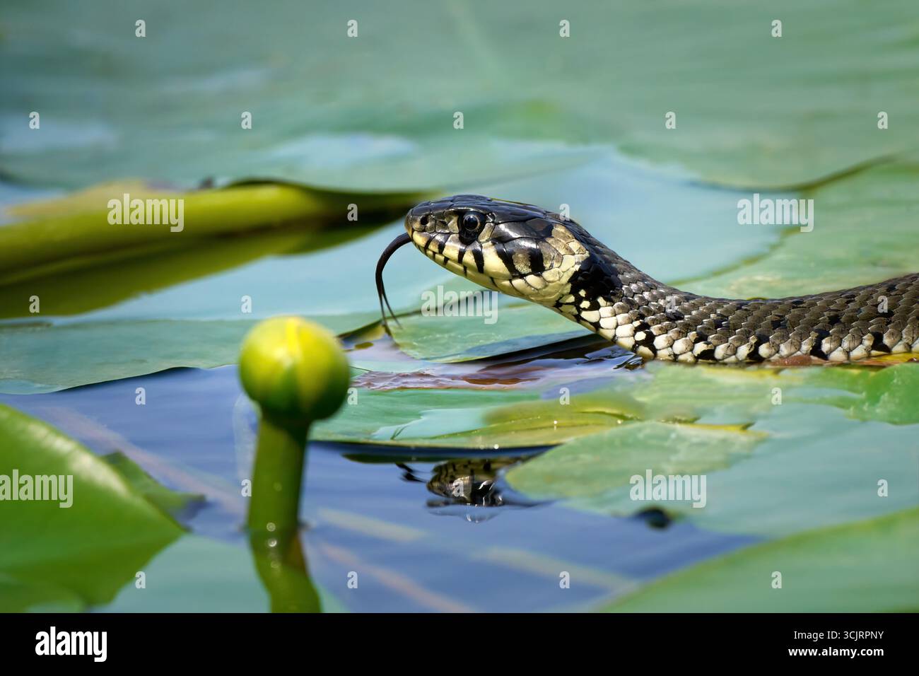 Grasschlange (Natrix natrix) Nahaufnahme des Kopfes mit flackernder Zunge auf einer Wasseroberfläche mit gelber Wasserlilie Stockfoto