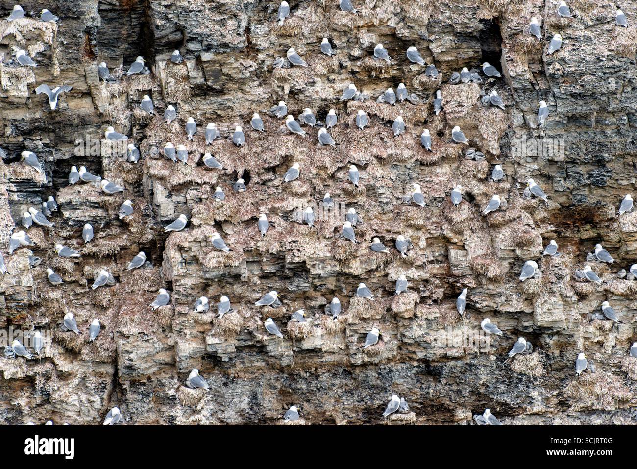 Kittiwake Bird Colony Kapp Waldburg Barents Island Svalbard Norwegen // KAPP WALDBURG, Svalbard — Eine große Kolonie von Kittiwakes nistet auf den steilen, felsigen Klippen von Kapp Waldburg auf Barents Island, einem Teil des Svalbard Archipels in Norwegen. Diese Seevögel, bekannt für ihre unverwechselbaren rufe, bauen ihre Nester aus Algen und Schlamm auf schmalen Felsvorsprüngen. Barents Island liegt in der Barentssee und ist Teil der riesigen arktischen Wildnis von Svalbard, einem Gebiet, das für seine einzigartige Artenvielfalt und dramatische Landschaften bekannt ist. Das zerklüftete Gelände bietet wichtige Nistplätze für zahlreiche Vogelarten Stockfoto