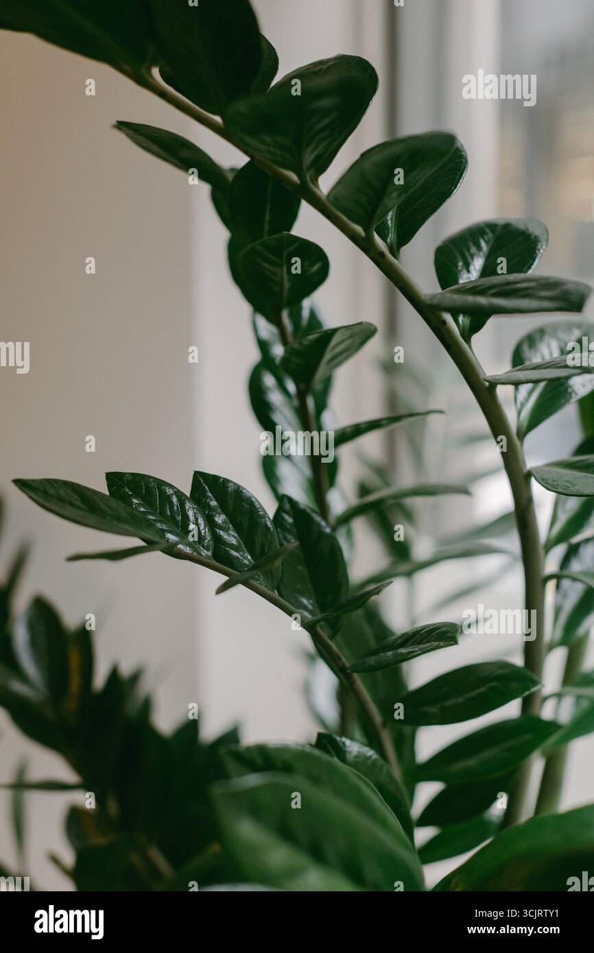 Grüne Blätter einer gesunden Zimmerpflanze, die sich in einem gemütlichen Innenraum dem natürlichen Licht nähert. Stockfoto