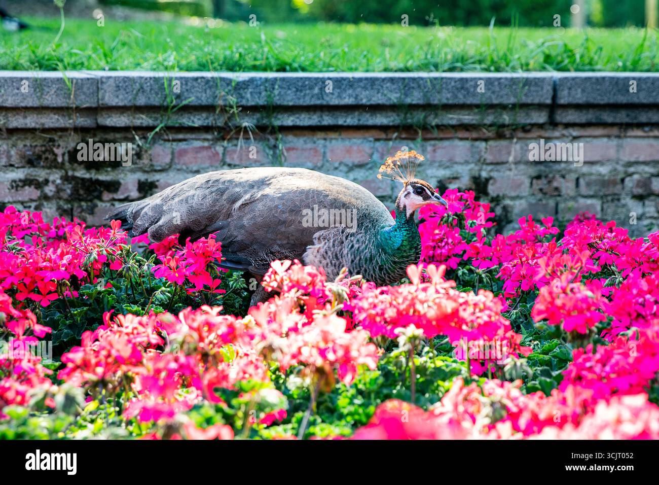 Pfau im Garten in rosa Blumen. Leerzeichen für Text Stockfoto