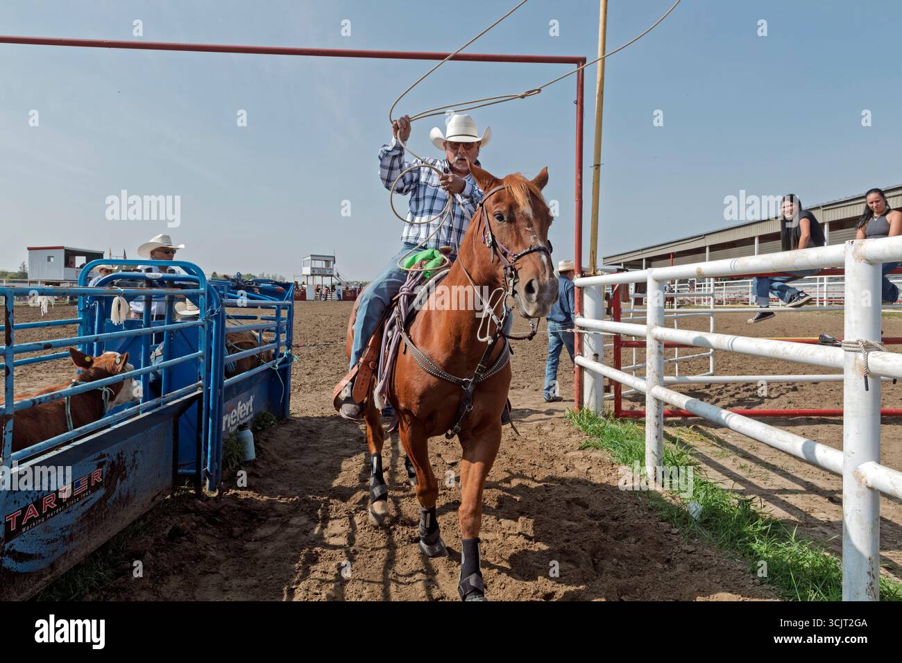 Während des Maskwacis Indian Rodeo Alberta Canada kommt ein Cowboy zu Pferd mit einem Lariat in die Ruderbox Stockfoto