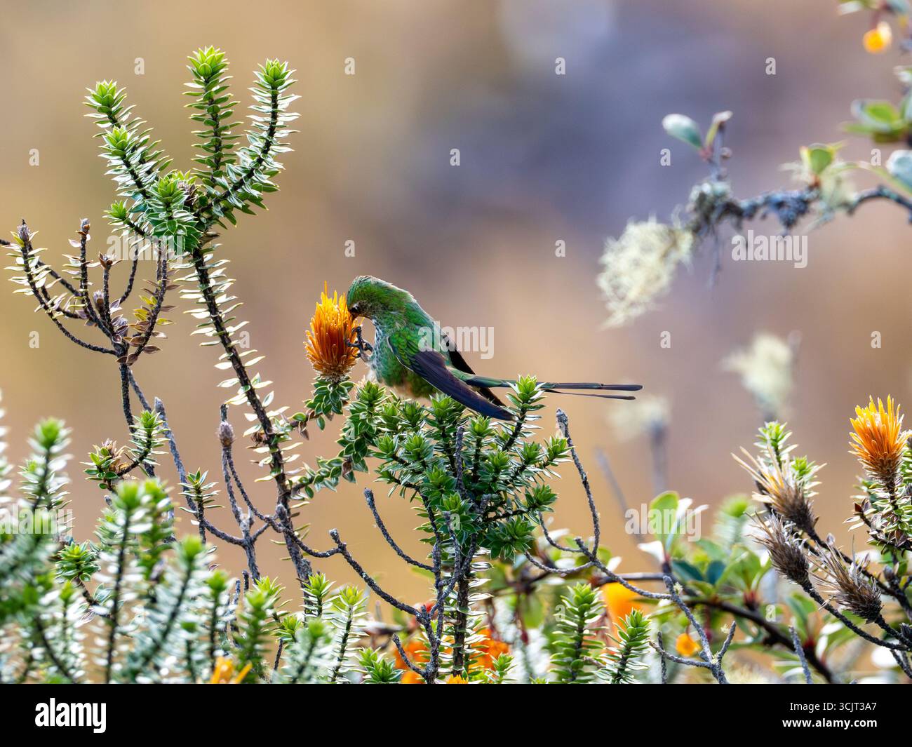 Schwarzschwanztrainier Lesbia victoriae, ernährt sich von Chuquiraga-Blumen am Cerro de Arcos, Ecuador Stockfoto