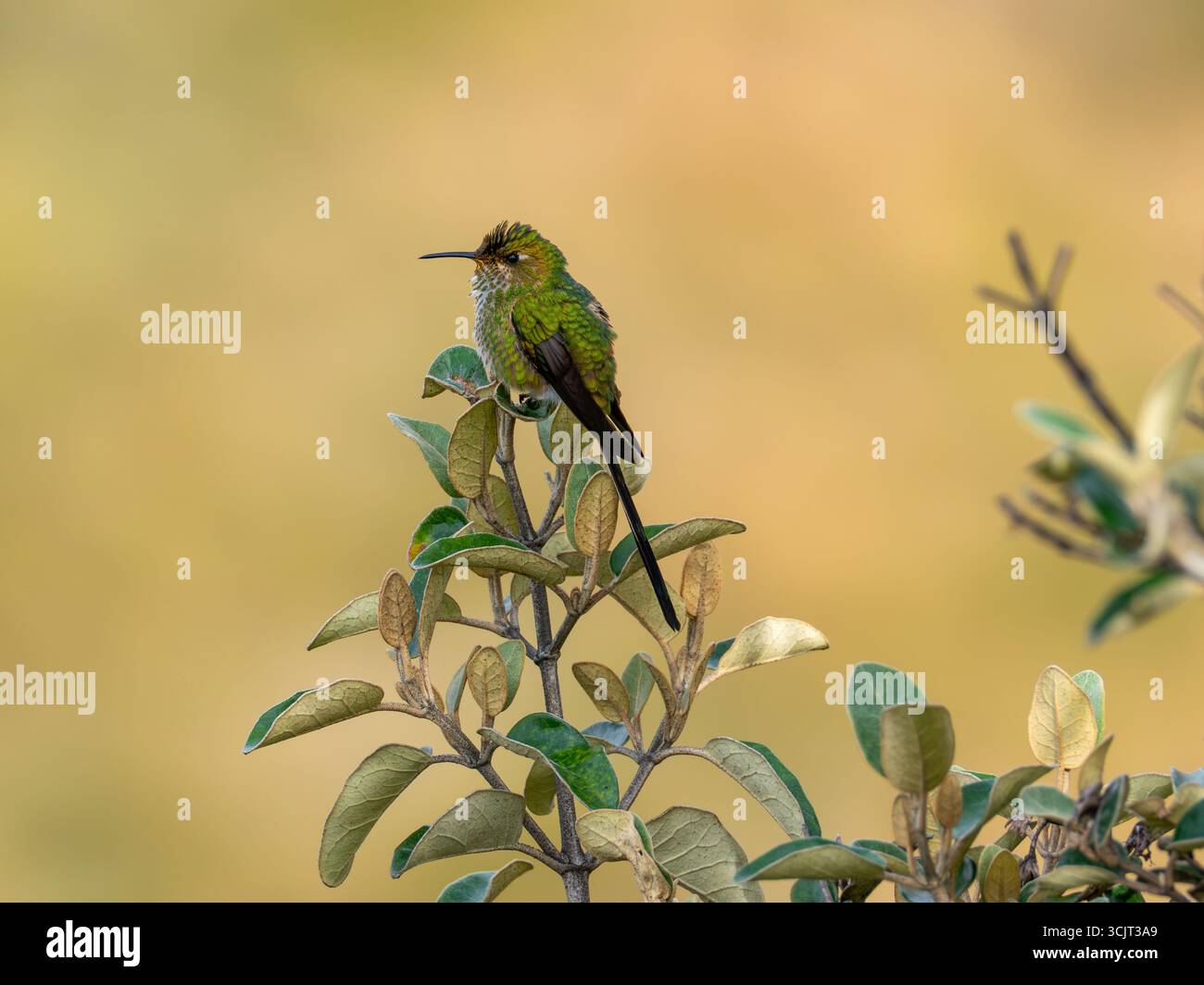 Schwarzschwanztrainier Lesbia victoriae, ernährt sich von Chuquiraga-Blumen am Cerro de Arcos, Ecuador Stockfoto