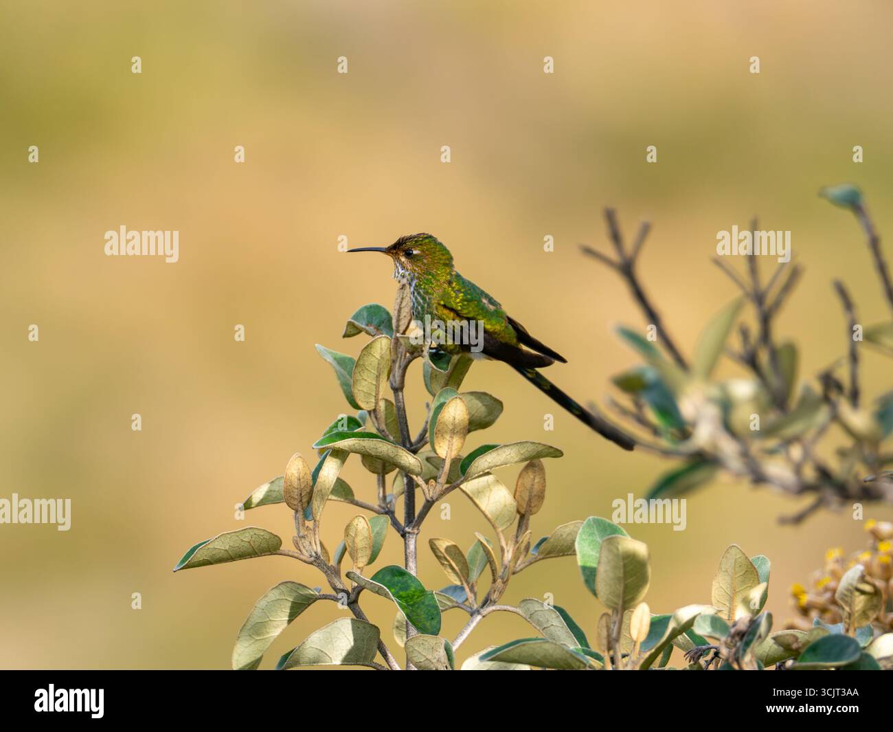 Schwarzschwanztrainier Lesbia victoriae, ernährt sich von Chuquiraga-Blumen am Cerro de Arcos, Ecuador Stockfoto