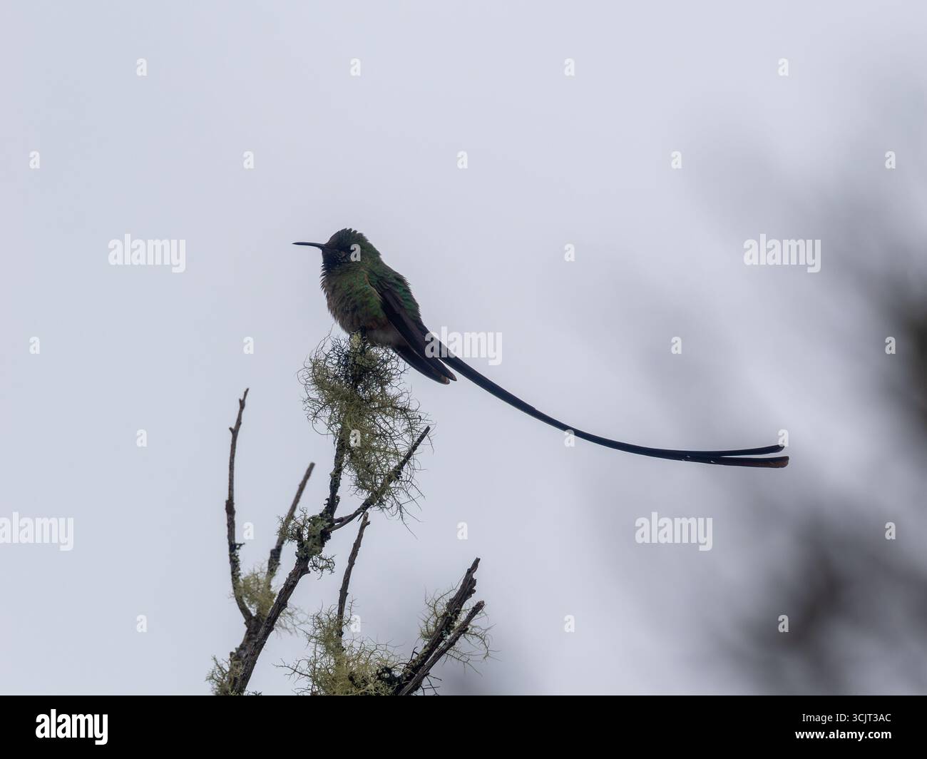 Männlicher Schwarzschwanz-Trainer, Lesbia victoriae, zeigt seine langen Schwanzfedern am Cerro de Arcos, Ecuador Stockfoto