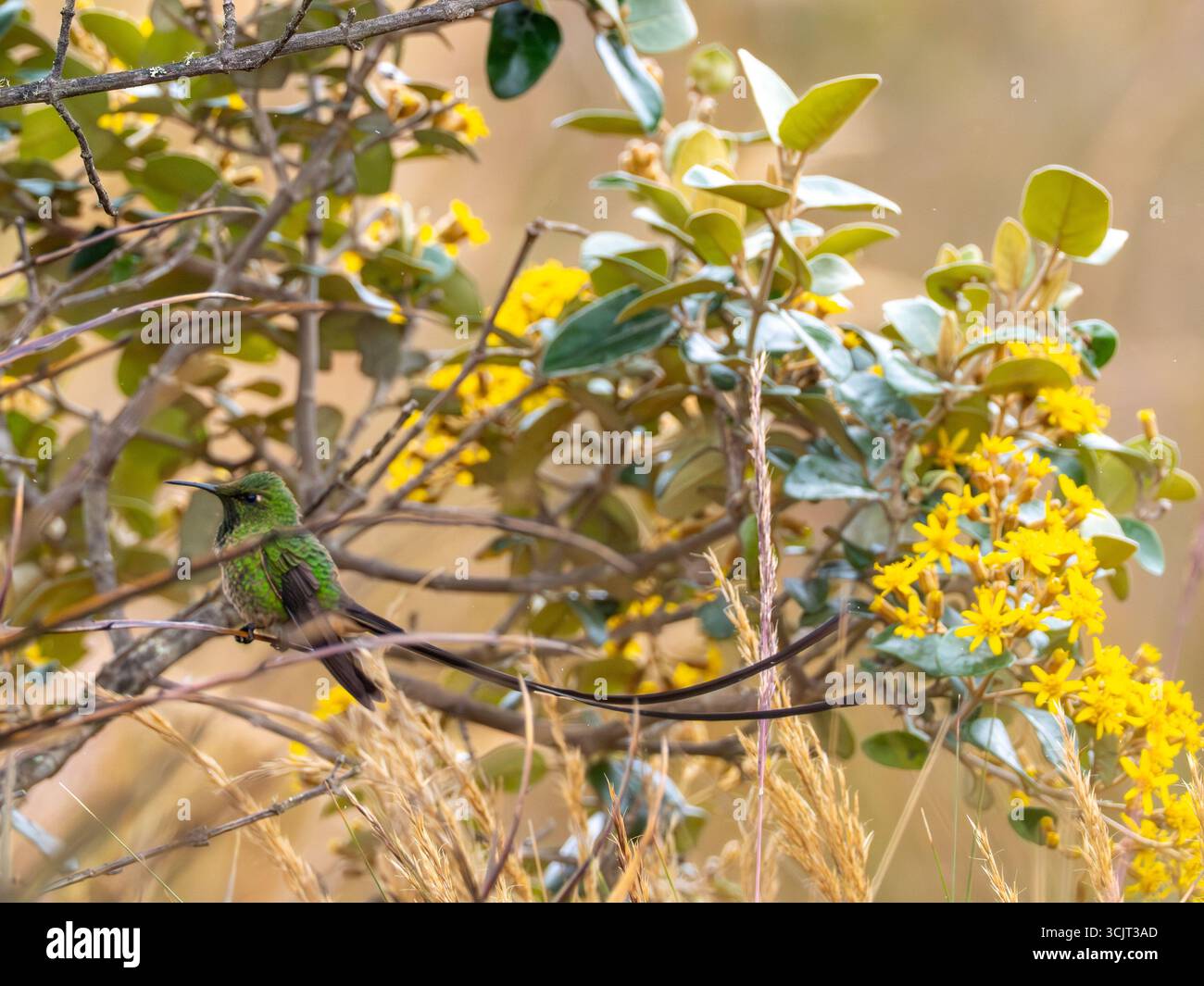 Männlicher Schwarzschwanz-Trainer, Lesbia victoriae, zeigt seine langen Schwanzfedern am Cerro de Arcos, Ecuador Stockfoto