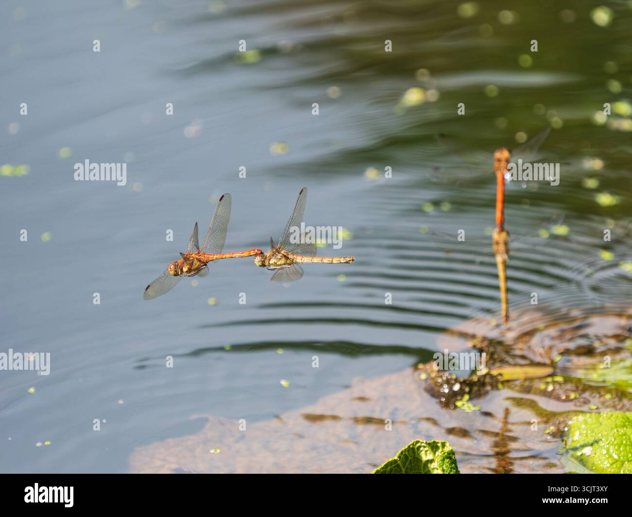 Männlich (links) und weiblich (rechts) gemeine Darter UK Libellen, Sympetrum striolatum, im Tandempaarungsflug Stockfoto