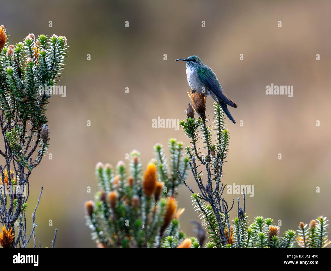 Blauschaliger hillstar-Kolibris, Oreotrochilus cyanolaemus, endemisch auf dem Cerro de Arcos in Ecuador Stockfoto
