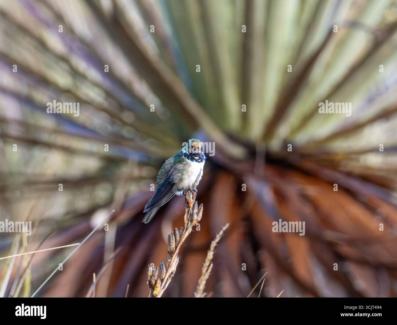 Blauschaliger hillstar-Kolibris, Oreotrochilus cyanolaemus, endemisch auf dem Cerro de Arcos in Ecuador Stockfoto