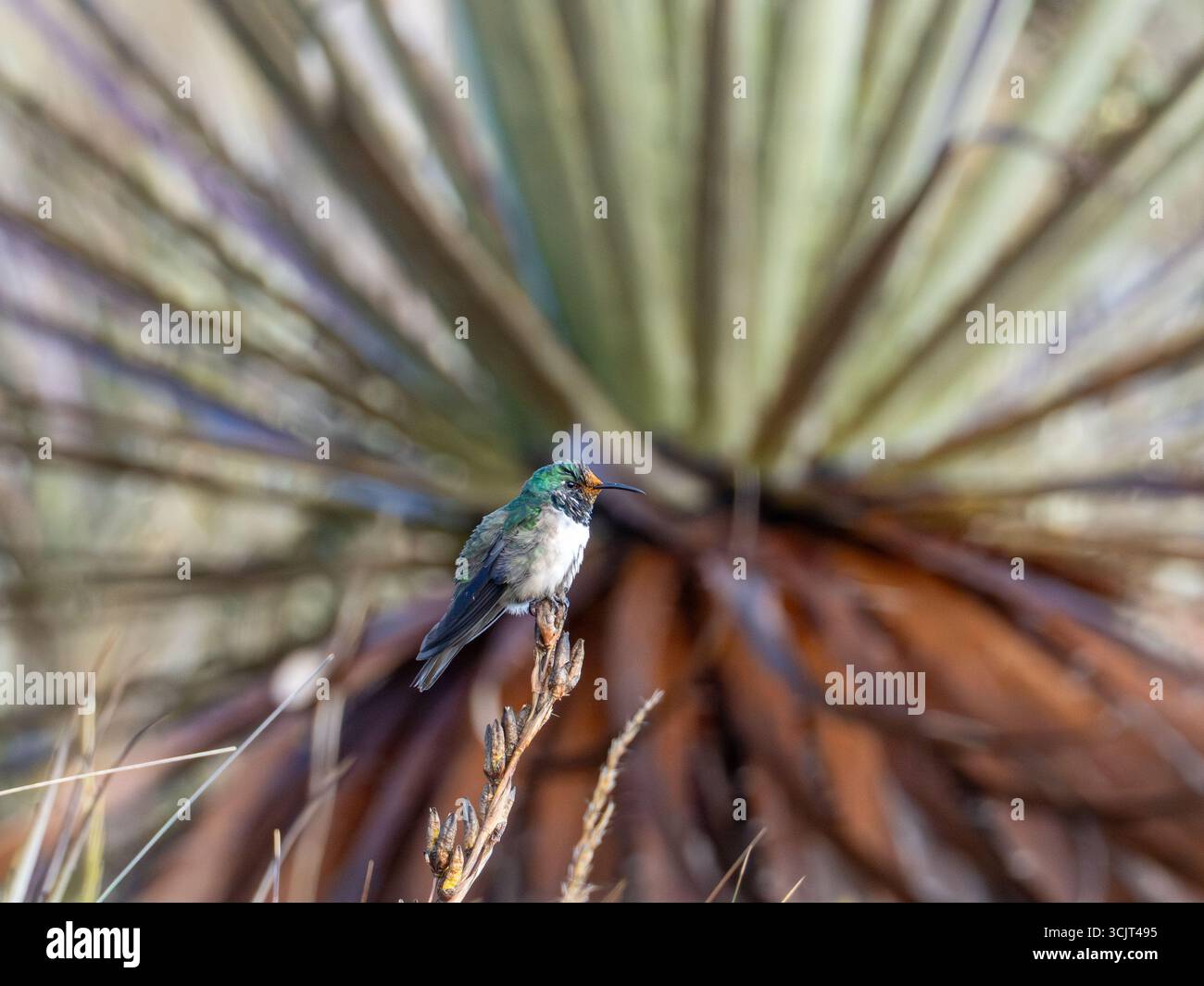 Blauschaliger hillstar-Kolibris, Oreotrochilus cyanolaemus, endemisch auf dem Cerro de Arcos in Ecuador Stockfoto
