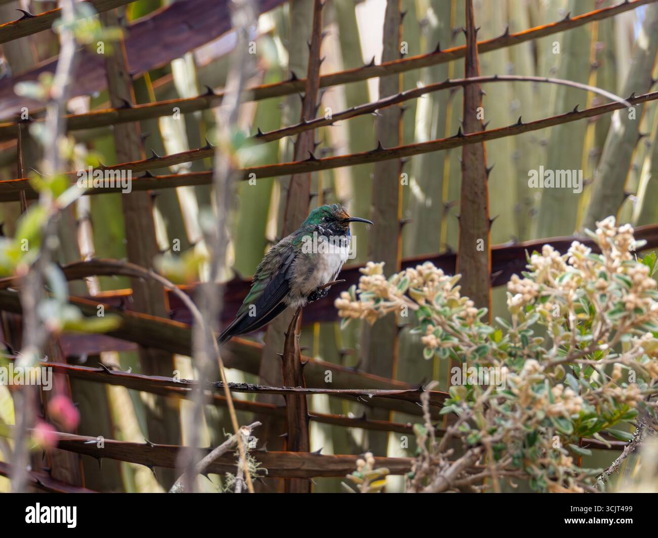 Blauschaliger hillstar-Kolibris, Oreotrochilus cyanolaemus, endemisch auf dem Cerro de Arcos in Ecuador Stockfoto