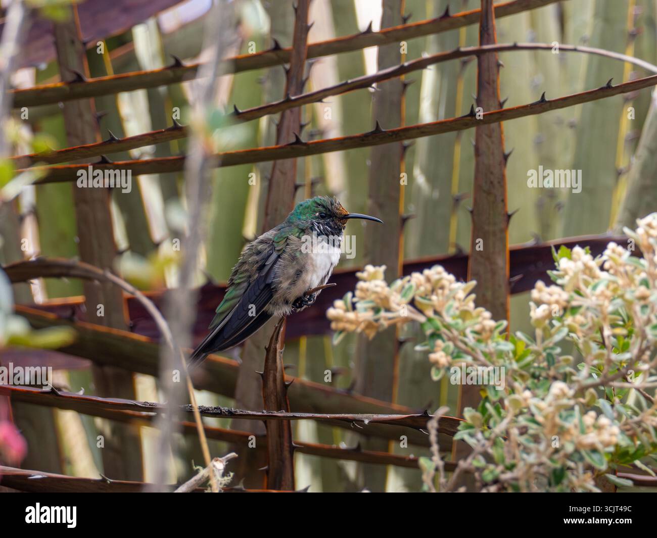 Blauschaliger hillstar-Kolibris, Oreotrochilus cyanolaemus, endemisch auf dem Cerro de Arcos in Ecuador Stockfoto
