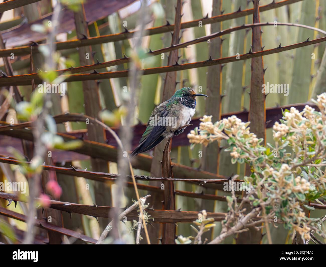 Blauschaliger hillstar-Kolibris, Oreotrochilus cyanolaemus, endemisch auf dem Cerro de Arcos in Ecuador Stockfoto