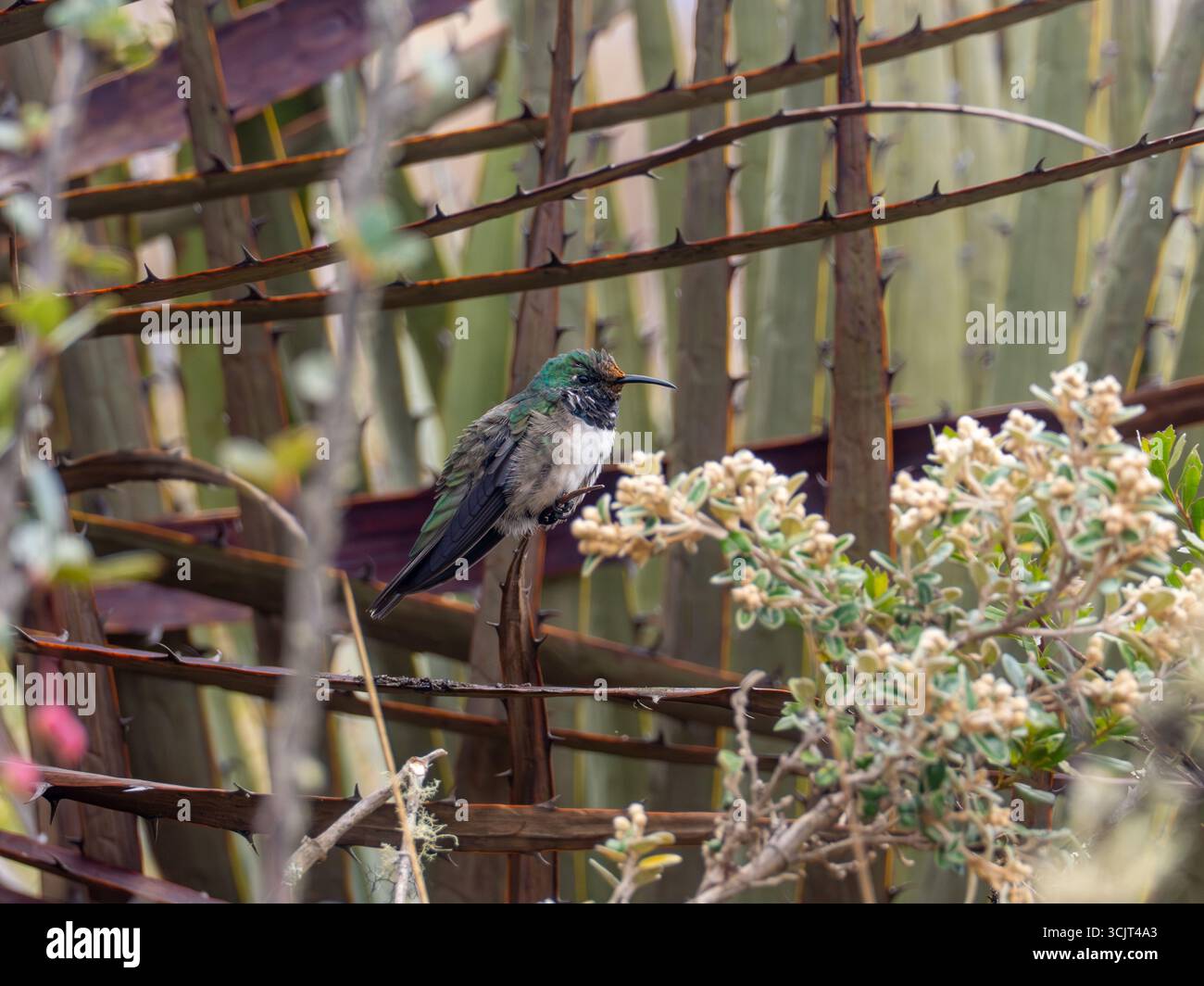 Blauschaliger hillstar-Kolibris, Oreotrochilus cyanolaemus, endemisch auf dem Cerro de Arcos in Ecuador Stockfoto