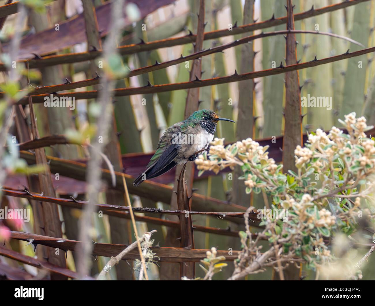 Blauschaliger hillstar-Kolibris, Oreotrochilus cyanolaemus, endemisch auf dem Cerro de Arcos in Ecuador Stockfoto