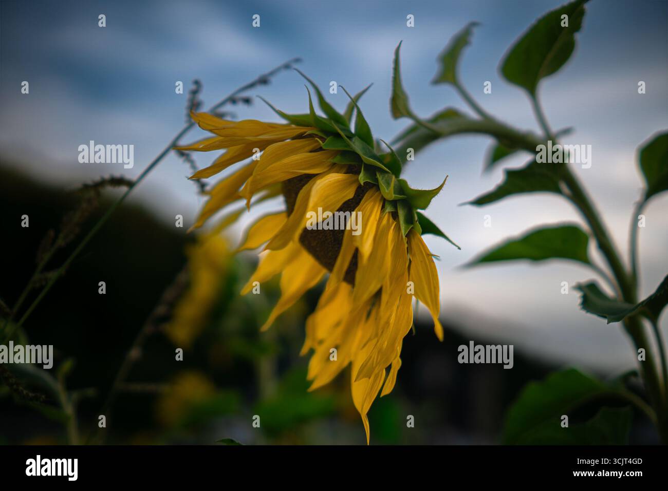 Sonnenblume gegen blauen Himmel aus einem Seitenwinkel. Natürliches Sommerlicht mit weichem grünem Bokeh. Stockfoto