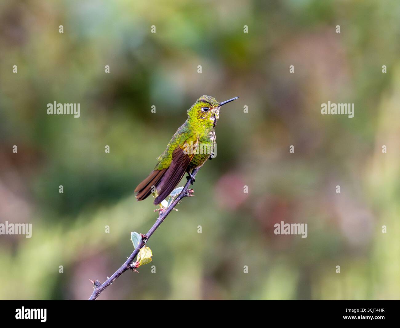 Viridian Metaltail Kolibri, Metallura williami, auf Cerro de Arcos, Ecuador Stockfoto