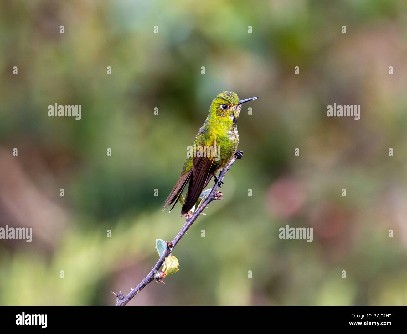 Viridian Metaltail Kolibri, Metallura williami, auf Cerro de Arcos, Ecuador Stockfoto
