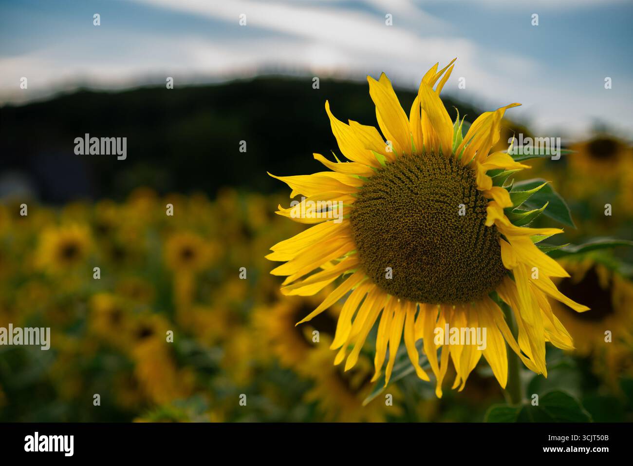 Einzelne Sonnenblume auf fernen Hügeln und blauem Himmel. Hellgelbe Blütenblätter mit weichem grünem Feldhintergrund. Stockfoto