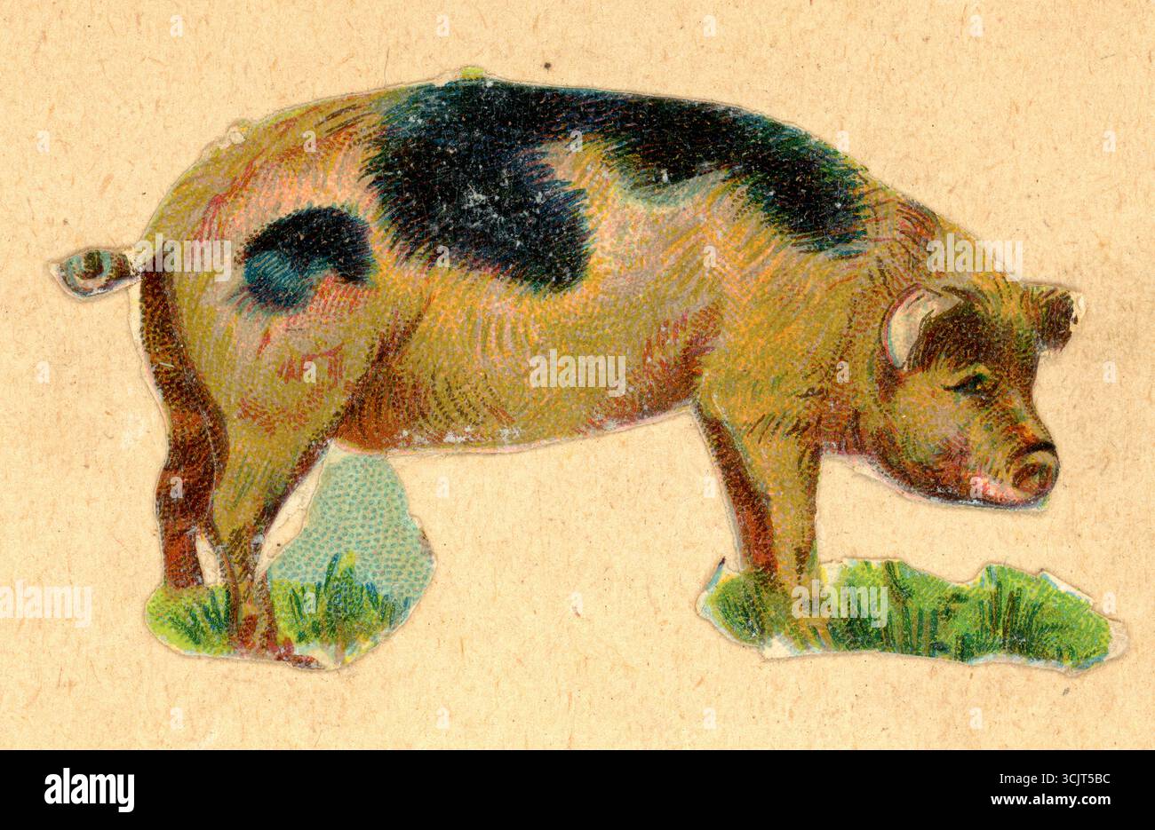 Original viktorianische geprägte Chromo-Diecut Decoupage Papierschrott aus viktorianischem Scrapbook von Gloucestershire Old Spots Pig, einer einheimischen britischen Schweinerasse, die für ihr markantes weißes Fell mit schwarzen Flecken um 1890 im Vereinigten Königreich bekannt ist Stockfoto