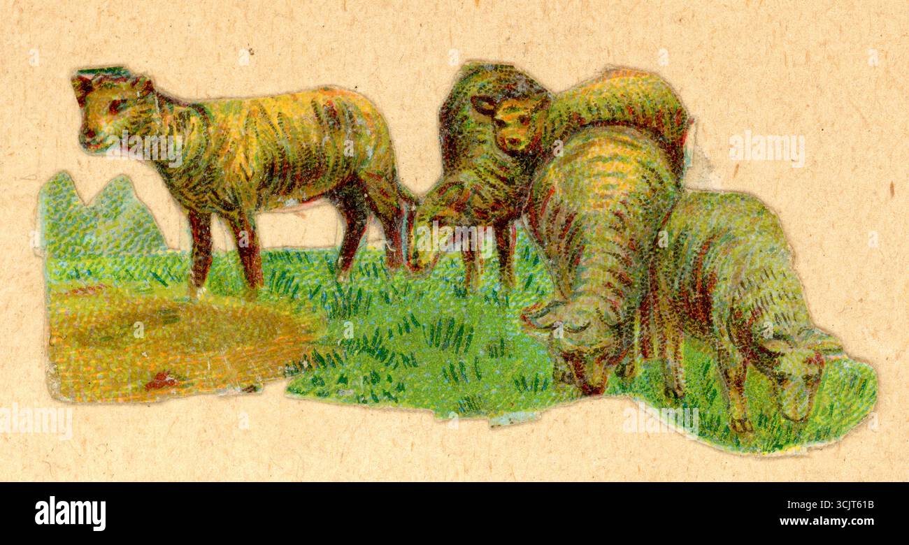 Original viktorianische geprägte Chromo-Diecut Decoupage Papierabfall aus viktorianischem Scrapbook von Lämmern und Schafen auf dem Feld. Etwa 1890er Jahre Großbritannien Stockfoto