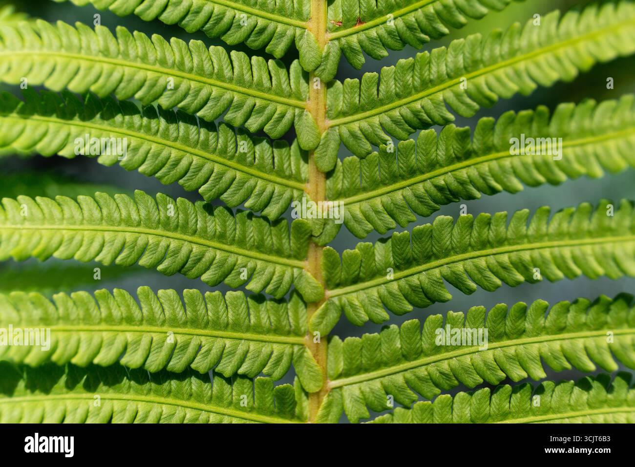 Farngrünes Stirnblatt (Polypodiopsida), symmetrische Nahansicht mit Mittelstiel (rachis) und zahlreichen kleineren abzweigenden Faltblättern. Stockfoto