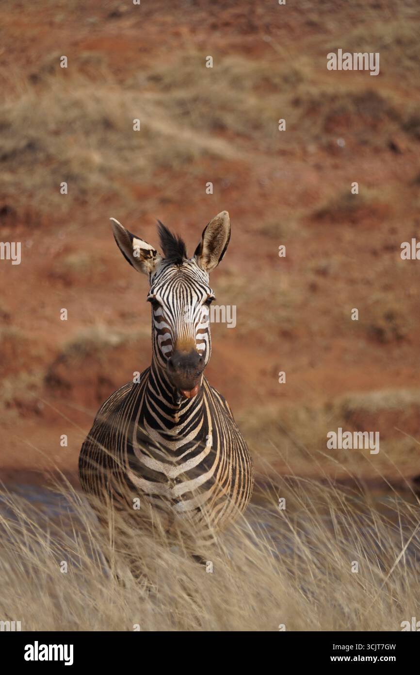 Nahe eines Zebras in einem natürlichen Lebensraum, der seine Zunge hervorragt, afrikanische Tierwelt Stockfoto