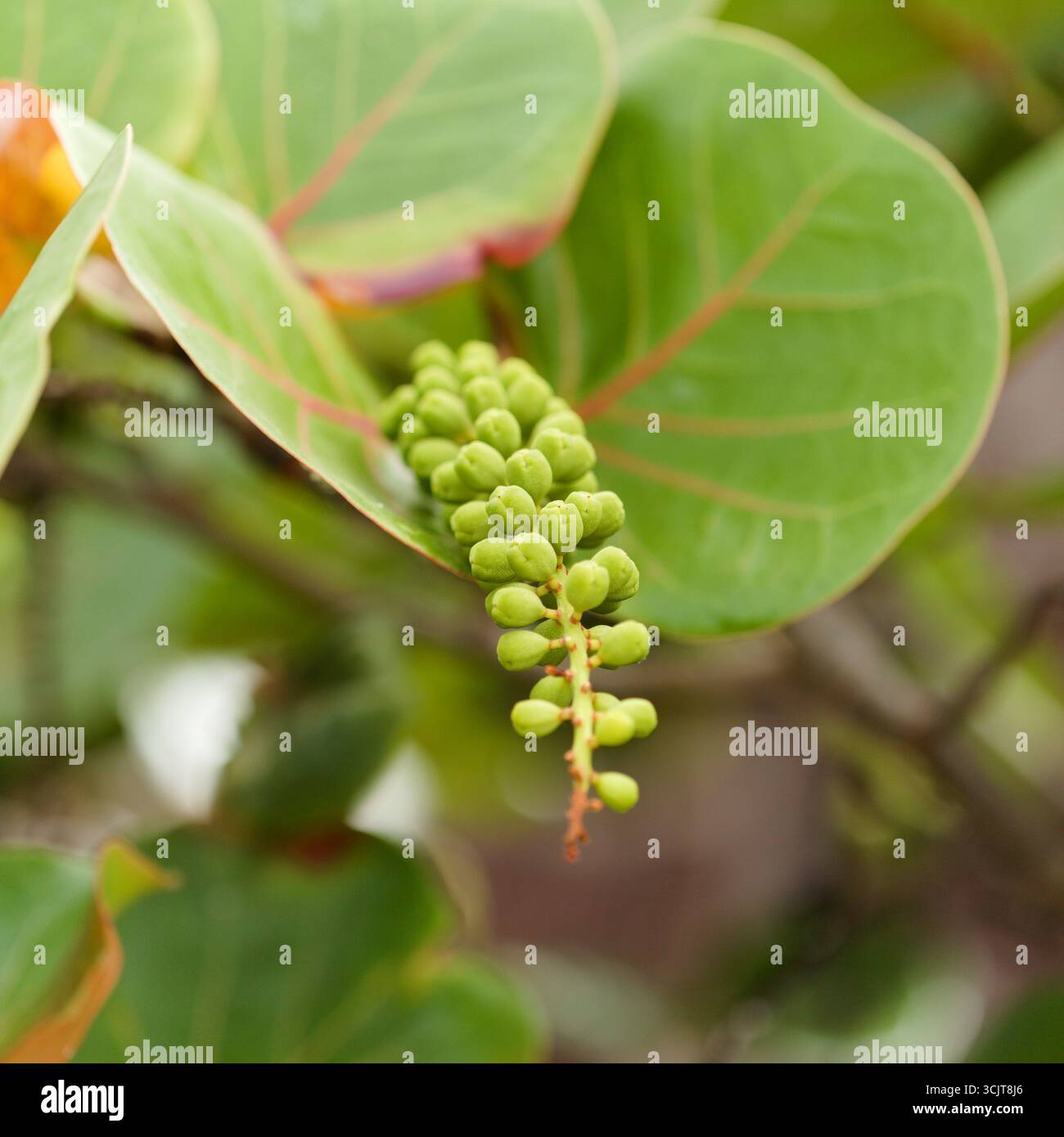 Frucht von Coccoloba uvifera seagrape, natürlicher Makro-floraler Hintergrund Stockfoto