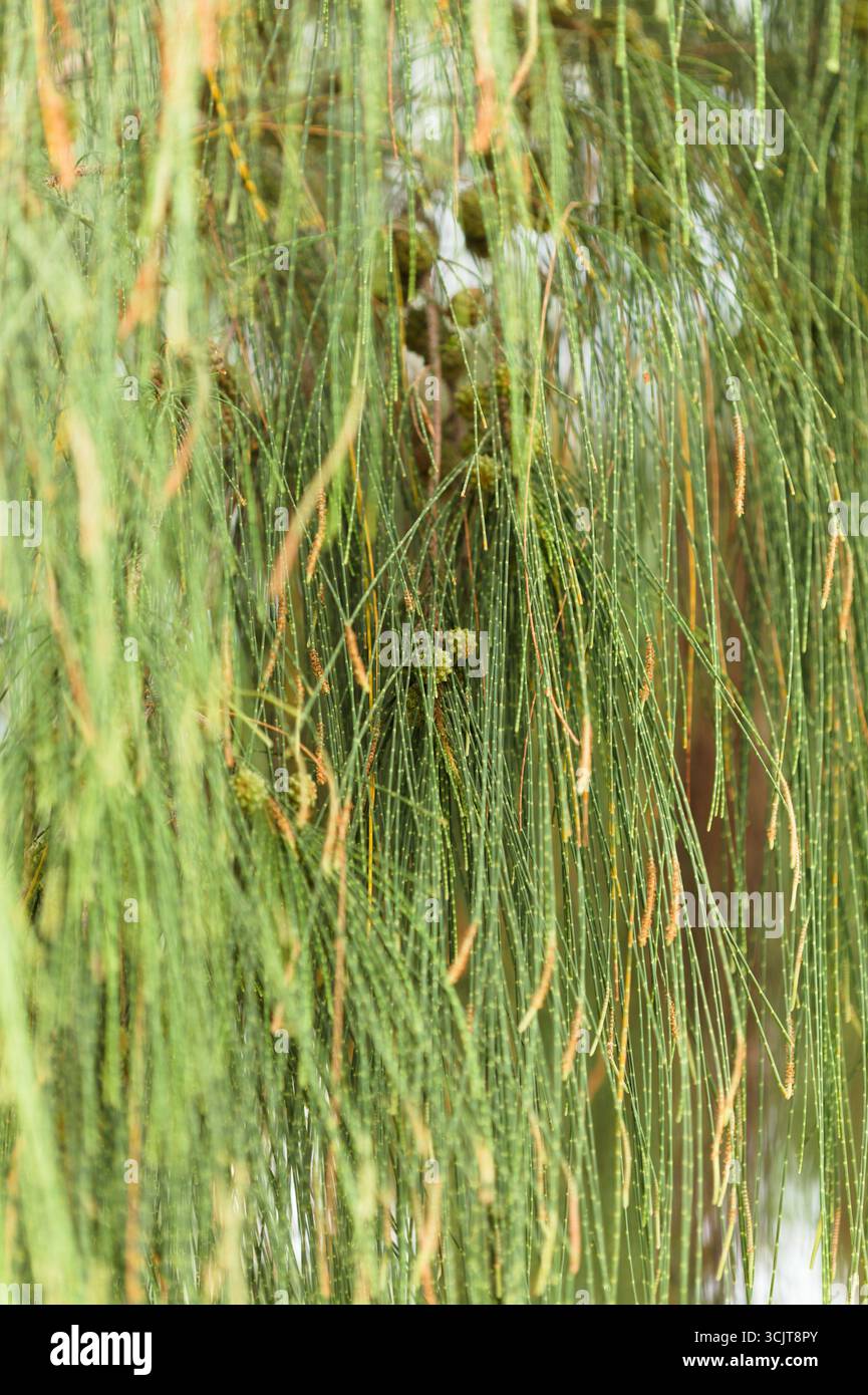 Konen von Casuarina equisetifolia, australische Kiefernfrucht Stockfoto