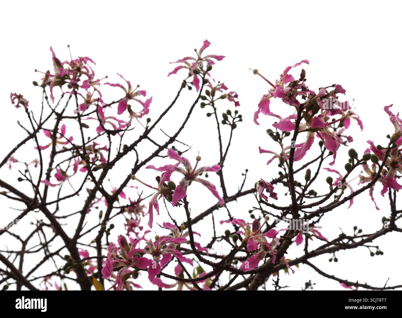 Rosa Blüten von Ceiba speciosa, Seidenfloss-Baum, isoliert auf weißem Hintergrund Stockfoto