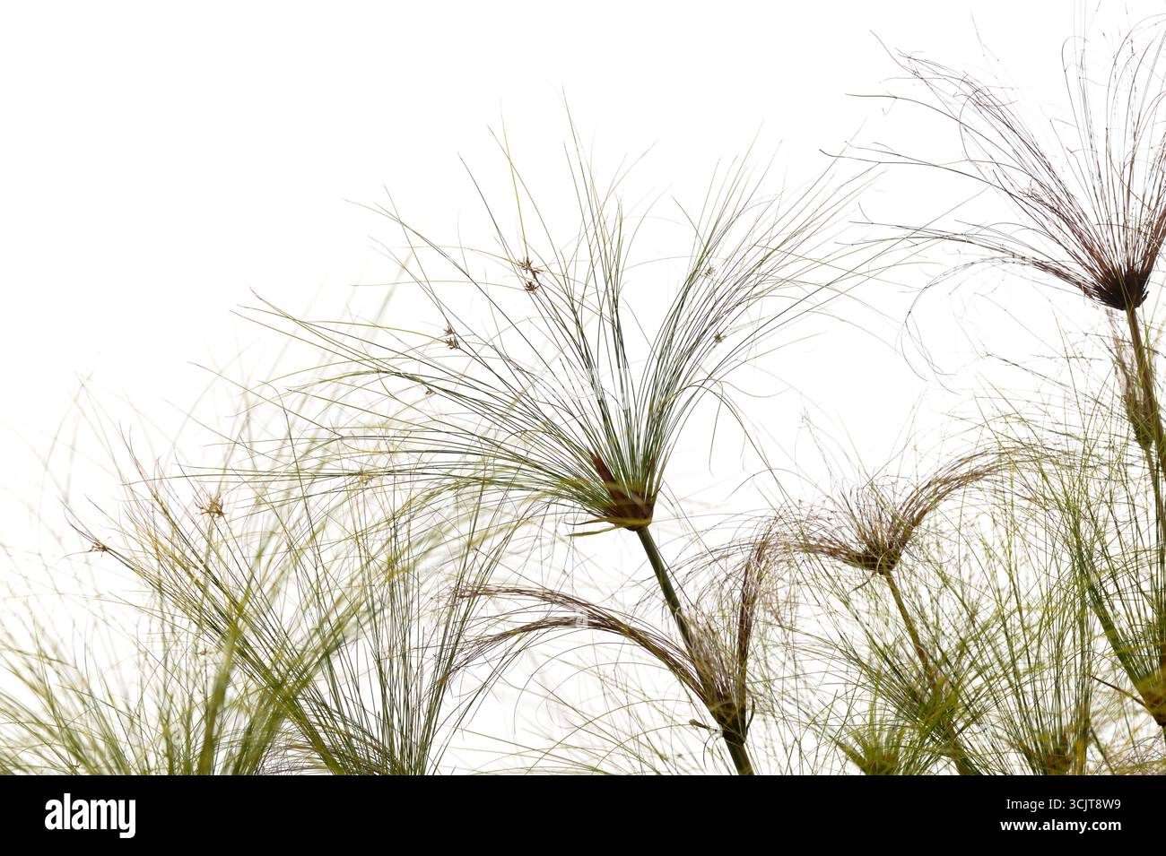Cyperus Papyrus, Papyrussedge natürliches Makro isoliert auf weißem Hintergrund Stockfoto