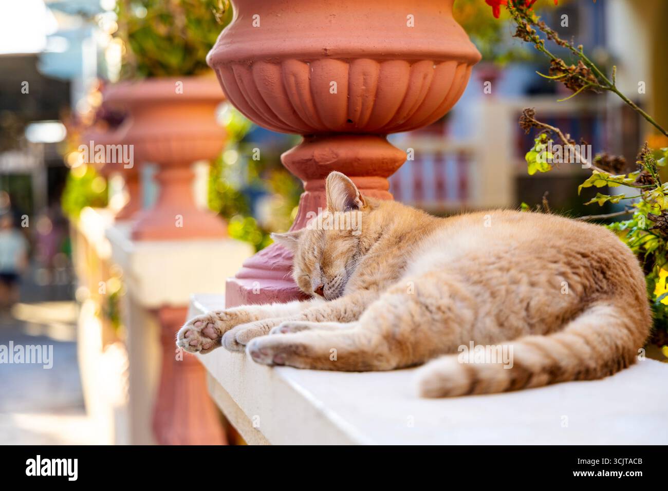 Ingwerkatze schläft vor dem Postamt in Poros, Poros Island, Saronischen Inseln, Griechenland Stockfoto