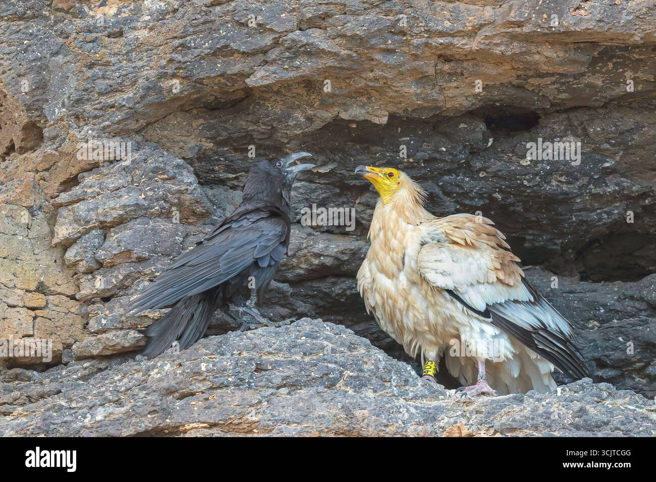 Ägyptischer Geier, Pharaonenhuhn, Weißer Schnitzelgeier (Neophron percnopterus), brütender Geier wird an seinem Nest in einer Felsennische von einem Ra angegriffen Stockfoto